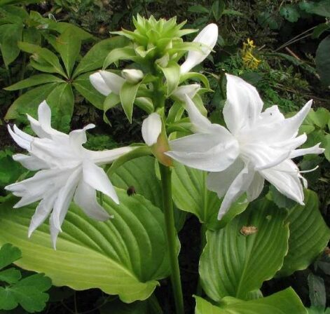 Pildīto ziedu hosta 'Venus'